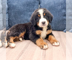 Small #1 Bernese Mountain Dog