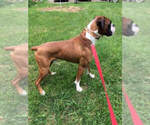 Small Photo #1 Boxer Puppy For Sale in GLENFIELD, NY, USA