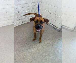 Mutt Dogs for adoption in San Bernardino, CA, USA