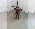 Small Mutt