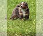 Small Australian Shepherd-Bernedoodle Mix