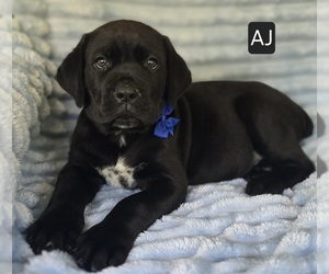 Cane Corso Puppy for sale in MINERAL WELLS, WV, USA