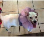 Small #1 Mutt