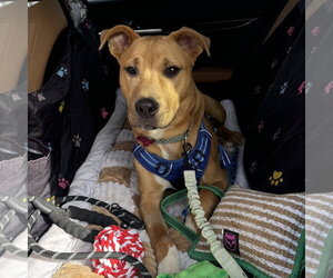 Ray - Male Mutt Dog for Adoption - Photo #6