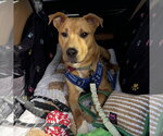 Small Photo #6 Mutt Puppy For Sale in Fargo, ND, USA