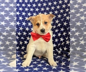 Mutt Puppy for sale in KIRKWOOD, PA, USA