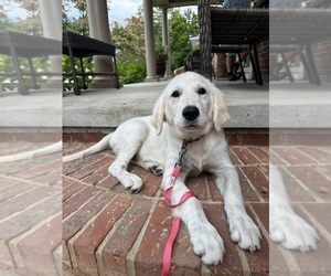 Golden Retriever Puppy for sale in DEARBORN HEIGHTS, MI, USA