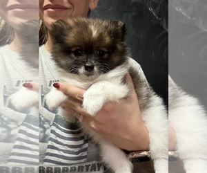 Pomeranian Puppy for Sale in STEPHENVILLE, Texas USA