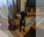 Small #3 Plott Hound Mix
