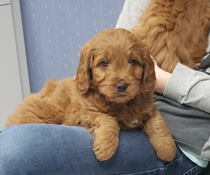 Golden Retriever-Goldendoodle Mix Puppy for sale in GRIDLEY, KS, USA