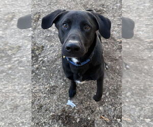 Tyson - Male Mutt Dog for Adoption - Photo #3