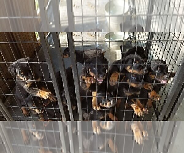 Medium Photo #4 Rottweiler Puppy For Sale in RIEGELWOOD, NC, USA