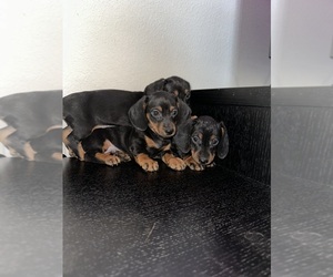 Dachshund Puppy for Sale in TEMPE, Arizona USA