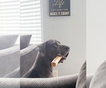 Small Photo #1 Great Dane Puppy For Sale in CHESTERFIELD, MI, USA