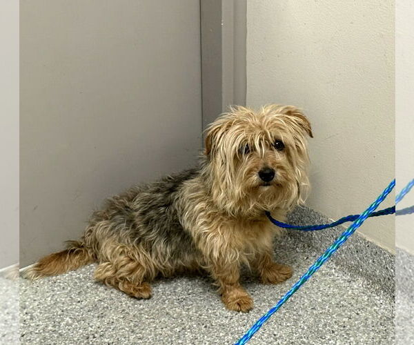 Medium Photo #2 Mutt Puppy For Sale in Missouri City, TX, USA