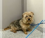 Small #1 Mutt