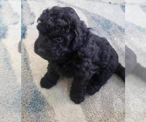 Poodle (Miniature) Puppy for sale in CHARLOTTE, NC, USA