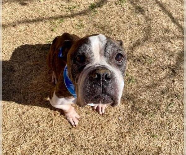 Medium Photo #2 Mutt Puppy For Sale in Tulsa, OK, USA