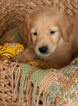 Small Photo #10 Golden Retriever Puppy For Sale in EX SPGS, MO, USA