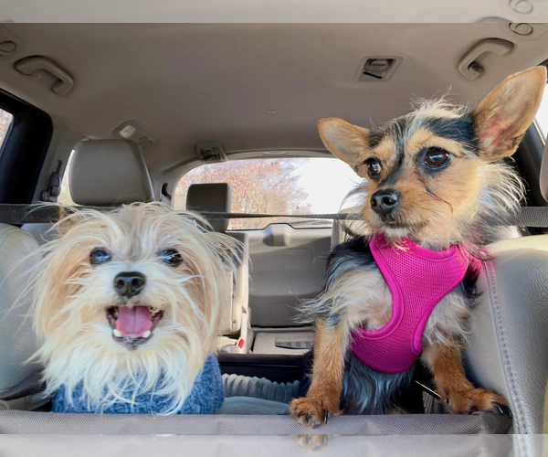 Medium Photo #8 Mutt Puppy For Sale in Arlington, VA, USA