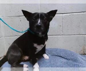 Chihuahua-Unknown Mix Dogs for adoption in Tulsa, OK, USA