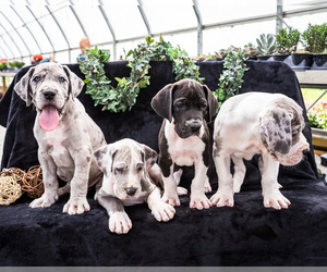 Great Dane Litter for sale in WAKARUSA, IN, USA