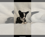 Image preview for Ad Listing. Nickname: Litter of 6