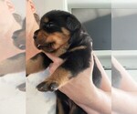 Small Photo #8 Rottweiler Puppy For Sale in NEW PORT RICHEY, FL, USA