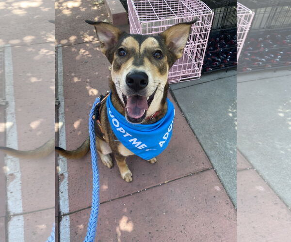 Medium Photo #1 Mutt Puppy For Sale in La Verne, CA, USA