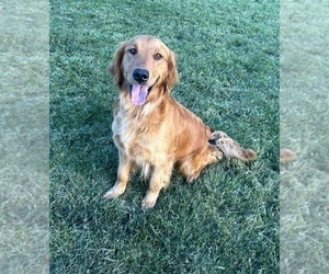 Mother of the Golden Retriever puppies born on 06/01/2025