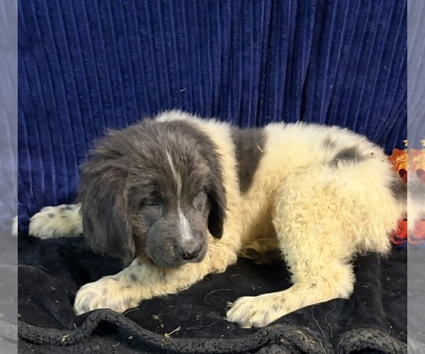 Medium Photo #1 Newfoundland Puppy For Sale in AURORA, IN, USA