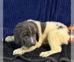 Puppy Blue Collar Mal Newfoundland