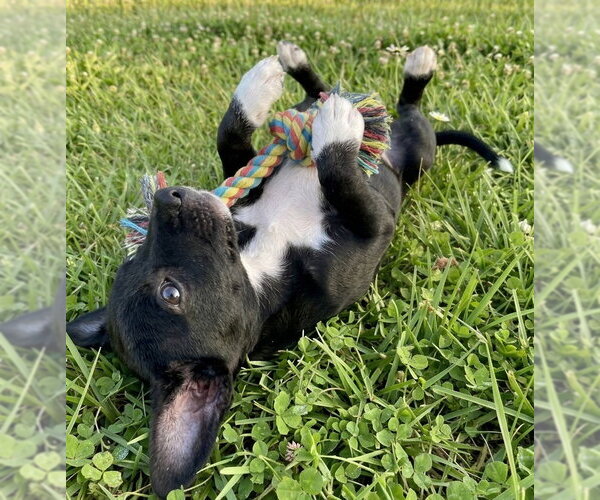 Medium Photo #2 Chipin Puppy For Sale in Grovertown, IN, USA