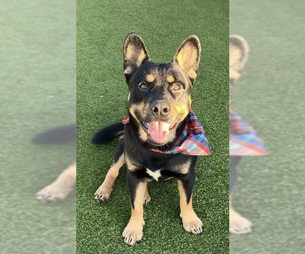 Medium Photo #2 Australian Kelpie-Cardigan Welsh Corgi Mix Puppy For Sale in Stockton, CA, USA