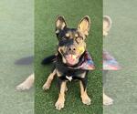 Small #1 Australian Kelpie-Cardigan Welsh Corgi Mix