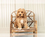 Small Photo #3 Cockapoo Puppy For Sale in WARSAW, IN, USA