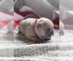 Small Photo #10 French Bulldog Puppy For Sale in RICHLAND, IA, USA