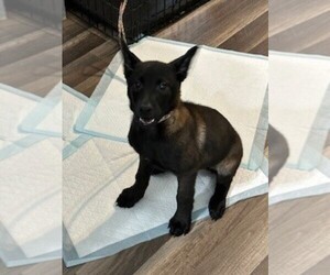 Belgian Malinois Puppy for sale in ROSEDALE, NY, USA
