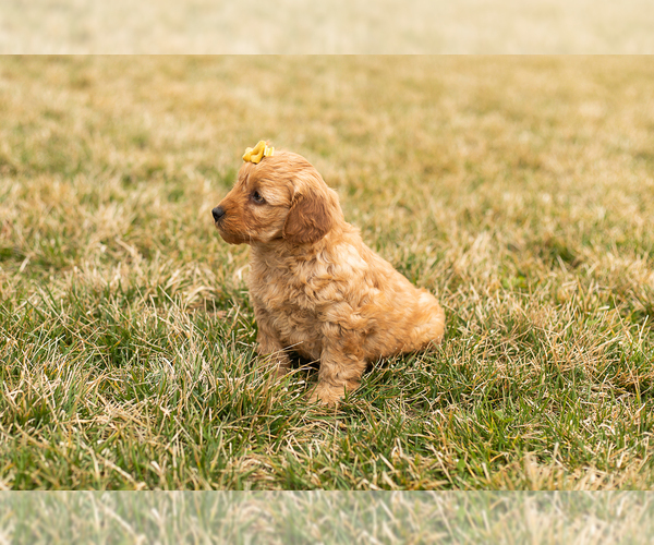 Medium Photo #5 Goldendoodle (Miniature) Puppy For Sale in TOPEKA, IN, USA