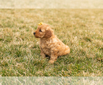 Small Photo #5 Goldendoodle (Miniature) Puppy For Sale in TOPEKA, IN, USA