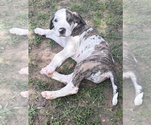 Great Dane Puppy for sale in CLANTON, AL, USA