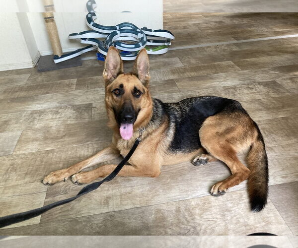 Medium Photo #4 German Shepherd Dog Puppy For Sale in San Diego, CA, USA