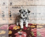 Small #16 Schnauzer (Miniature)
