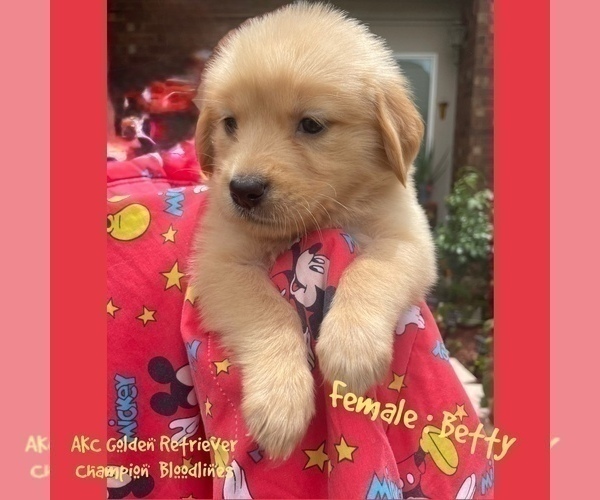Medium Photo #1 Golden Retriever Puppy For Sale in SUGAR LAND, TX, USA
