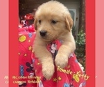 Puppy Betty Golden Retriever