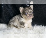 Small #7 French Bulldog