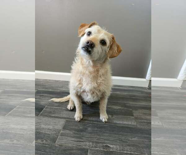 Medium Photo #1 Mutt Puppy For Sale in Minneapolis, MN, USA