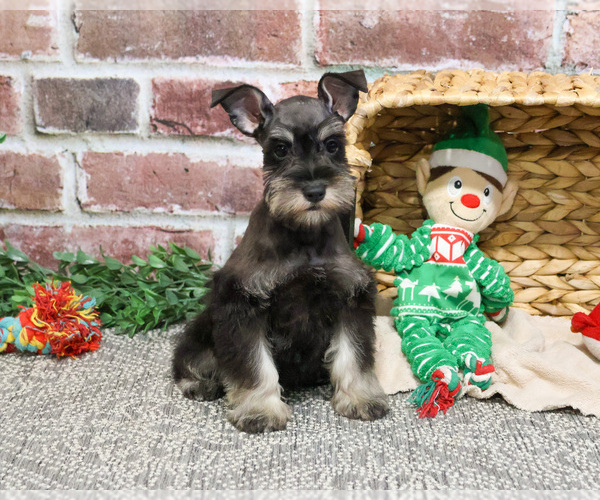 Medium Photo #9 Schnauzer (Miniature) Puppy For Sale in SYRACUSE, IN, USA
