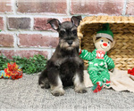 Small #8 Schnauzer (Miniature)