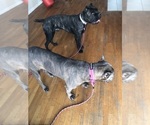 Small Photo #1 Cane Corso Puppy For Sale in JERSEY CITY, NJ, USA